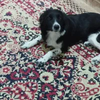 سگ پاکوتاه ماده بی پناه و خسته