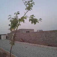 500متر باغچه سند تک برگ واقع در مامونیه دارای برق|فروش زمین و ملک کلنگی|ساوه, |دیوار