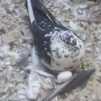 کیوتر|پرنده|هشتگرد, شهرک صنعتی هشتگرد|دیوار