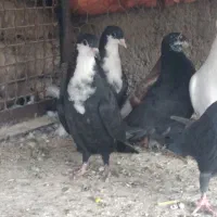 رسمی  ریش بردسیر|پرنده|کرمان, |دیوار