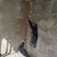 طاووس نر و ماده|پرنده|بروجرد, |دیوار