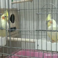 عروس هلندی
