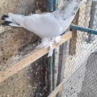 کبوتر کاشان ماده هم‌ملاقی