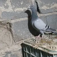 کبوتر مسافتی