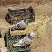 کبوتر رنگی وپرشی|پرنده|باغ حلی, |دیوار