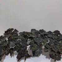 بگونیا بلک حلزونی|گل و گیاه طبیعی|ساری, |دیوار