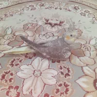 عروس هلندی ۴.۳ ماهه دستی