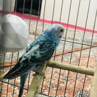 مرغ عشق|پرنده|پیرانشهر, |دیوار