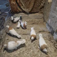 طوقی زرد|پرنده|مشهد, نوید|دیوار