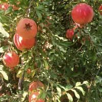 فروش انار ارگانیک از تولید به مصرف|خوردنی و آشامیدنی|رستم, |دیوار