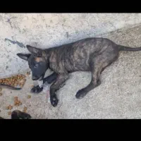 سگ مالینویز وداچ توله ۳ ماه واگذاری|سگ|تهران, امین حضور|دیوار