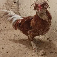 مرغ خروس زینتی|حیوانات مزرعه|امیدیه, |دیوار