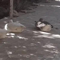 سه عدد غاز