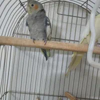 عروس هلندی نر ماده جفت خورده|پرنده|تهران, دبستان|دیوار