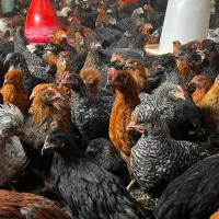 فروش نیمچه سنین مختلف گلپایگان