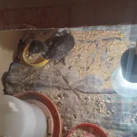 جوجه مینیاتوری ۱ ماهه