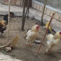 خروس برهما|حیوانات مزرعه|مشگین شهر, |دیوار