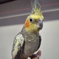 عروس هلندی ماده|پرنده|قم, بکایی|دیوار