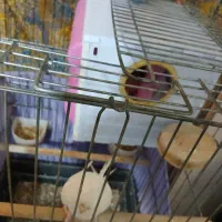 عروس هلندی جفت|پرنده|پاکدشت, پاکدشت (مامازند)|دیوار