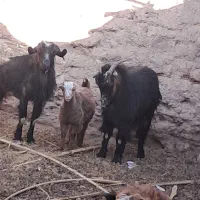 دوعددبزویککره|حیوانات مزرعه|ریگان, |دیوار