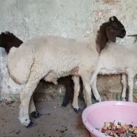 سلام دو عدد بر نر افشاری|حیوانات مزرعه|یزد, |دیوار