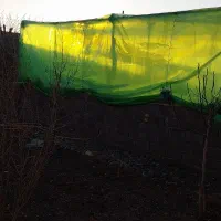 پلاستیک گلخانه ای یو وی (uv) فروشی با نصف قیمت