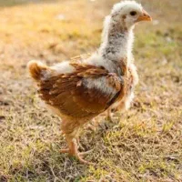 جوجه محلی جوجه 1 روزه جوجه بلدرچین