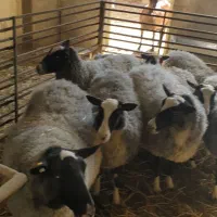 میشهای رومانوف اصل و خالص فرانسوی اصل