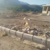 دو عدد بز گله داری به فروش میرسد|حیوانات مزرعه|بازفت, |دیوار