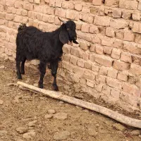 کهره و میش|حیوانات مزرعه|مرودشت, تخت جمشید|دیوار