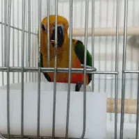 پر‌نده طوطی خورشیدی