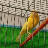 قناری|پرنده|تربت‌حیدریه, حسنی بالا|دیوار