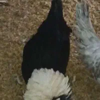 مرغ و خروس لهستانی