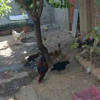 مرغ‌‌وخروس‌محلی