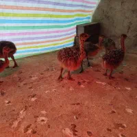 جوجه شتر مرغ بیست و پنج روزه