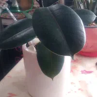 گل اپارتمانی