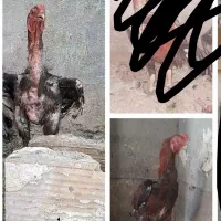 تعدادی مرغ و خروس لاری و دستگاه جوجه کشی زیر قیمت