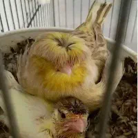 خرید و فروش انواع قناری عروس گرین چیک و...