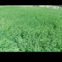 فروشی وینجه