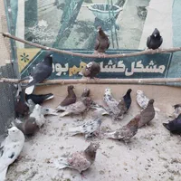 دم‌سفید سرور|پرنده|اصفهان, ارغوانیه|دیوار