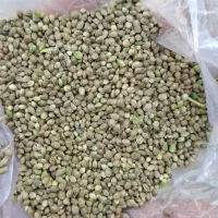 خریدو فروش گشنیز