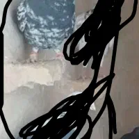 کبوتر گمشده تقریبا شبیه عکس