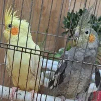 عروس هلندی|پرنده|رشت, پل تالشان|دیوار