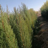 سرو ناز شیراز