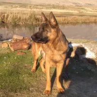 سگ ژرمن اصیل کلاسیک  ۱۱ماهه نر|سگ|کرمانشاه, |دیوار