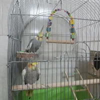 عروس هلندی جفت بالوازم