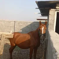 گمشده مادیان