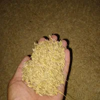 جو محلی ال بی