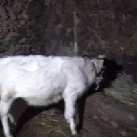 ۲عددگاو باگوساله هاش آبستن ۶ماهه|حیوانات مزرعه|عنبران, |دیوار