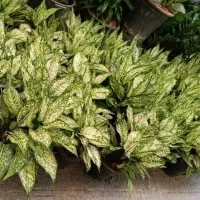 کاردان یا کارشناس کشاورزی دعوت به همکاری میگردد